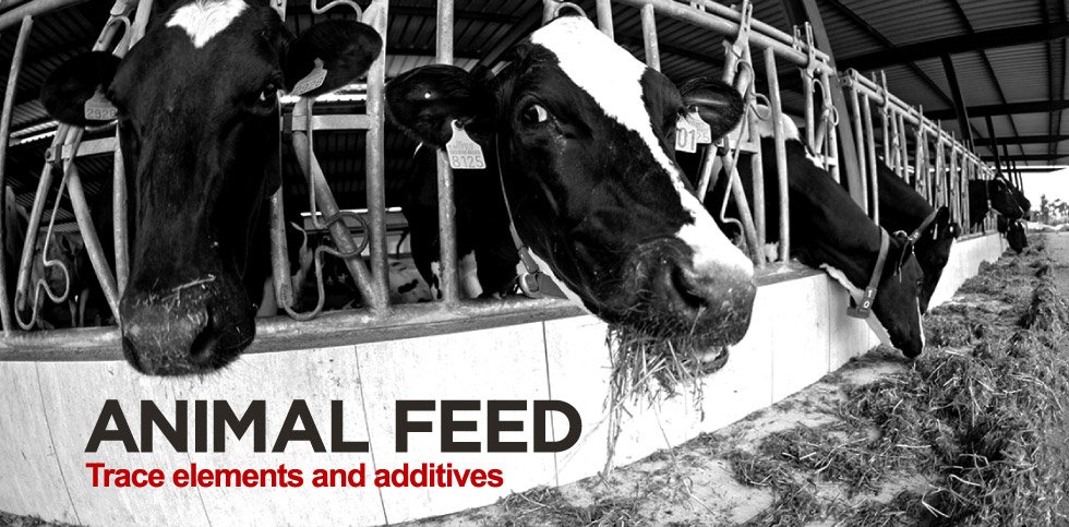 Animal Feed